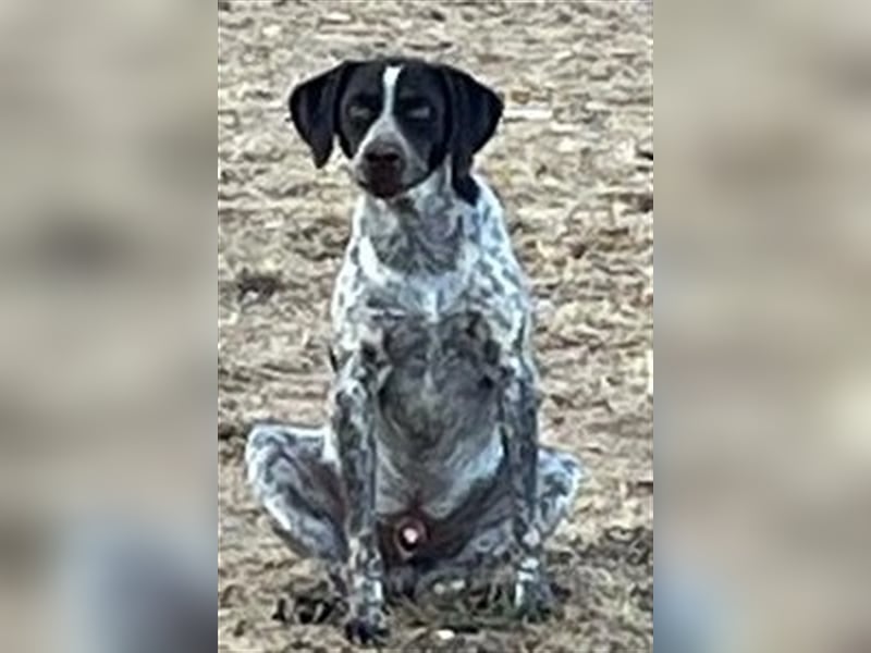 Wer verliebt sich in den jungen zurückhaltenden Rüden Ares? Menschen Engel für Ares gesucht