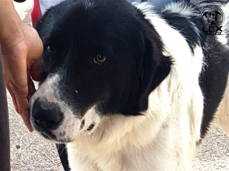 Panda - verschmuster Hund