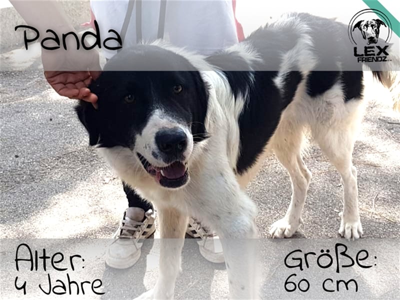 Panda - verschmuster Hund