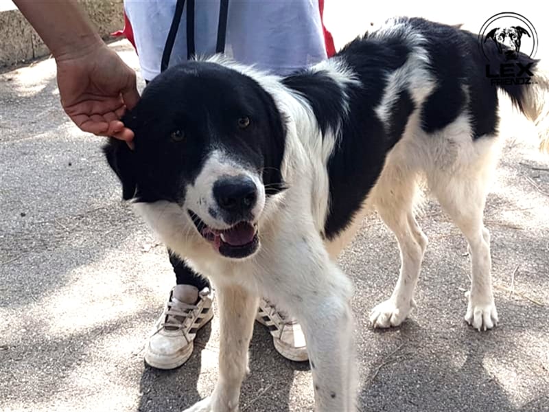 Panda - verschmuster Hund