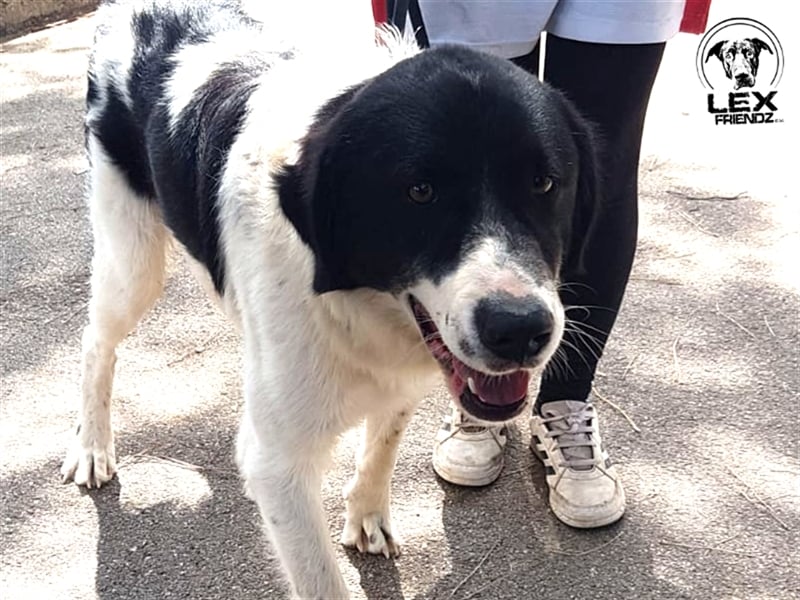 Panda - verschmuster Hund