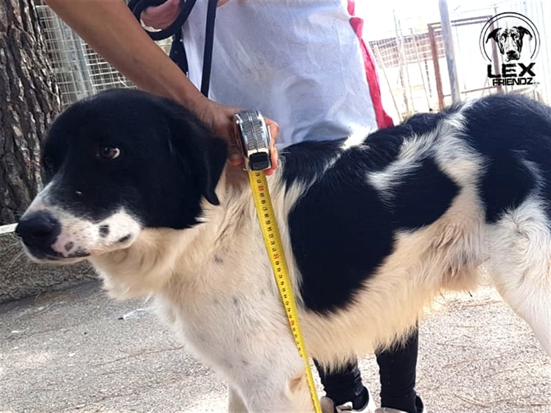 Panda - verschmuster Hund