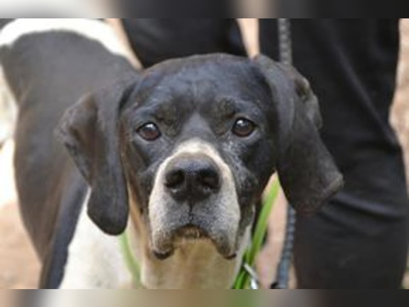Honey-Bunny, einer von vier Hunden, die dringend ein neues Zuhause benötigen