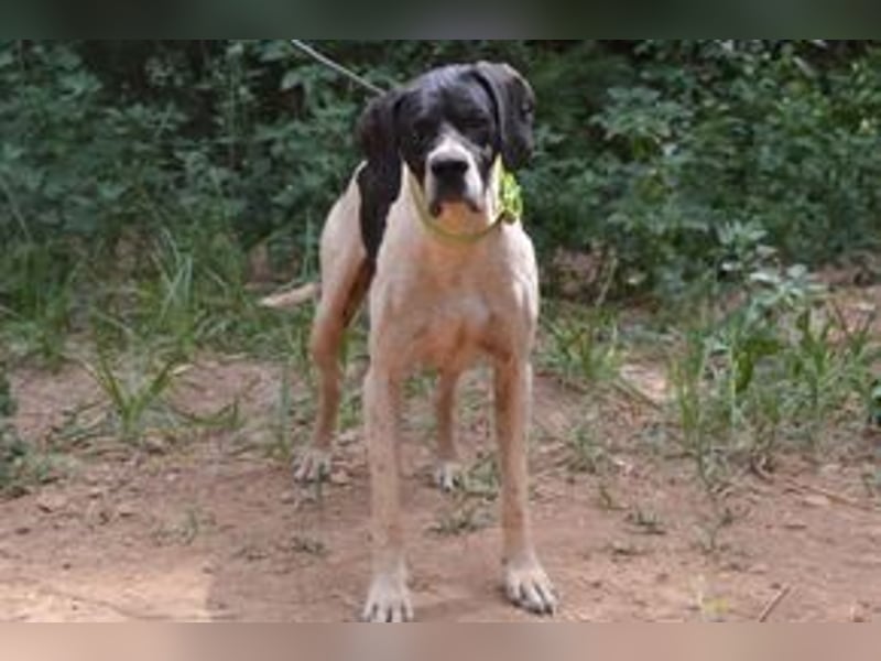 Honey-Bunny, einer von vier Hunden, die dringend ein neues Zuhause benötigen
