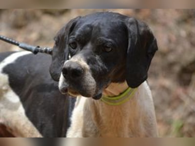 Honey-Bunny, einer von vier Hunden, die dringend ein neues Zuhause benötigen