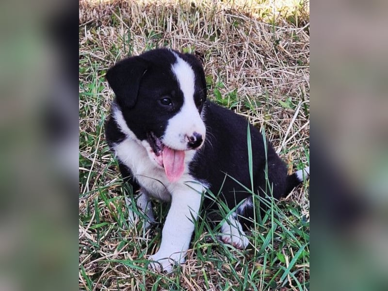 Kleiner Rocky ❤️ will die Welt erkunden!