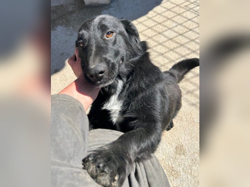 CHARLY❤️kleiner, fröhlicher Hundejunge sucht sehnsüchtig seine Familie
