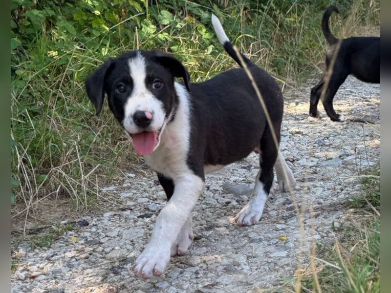 Rocky ❤️ verschmuster, lieber Hundebub