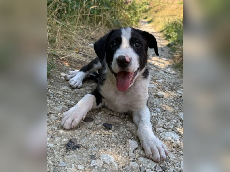 Rocky ❤️ verschmuster, lieber Hundebub