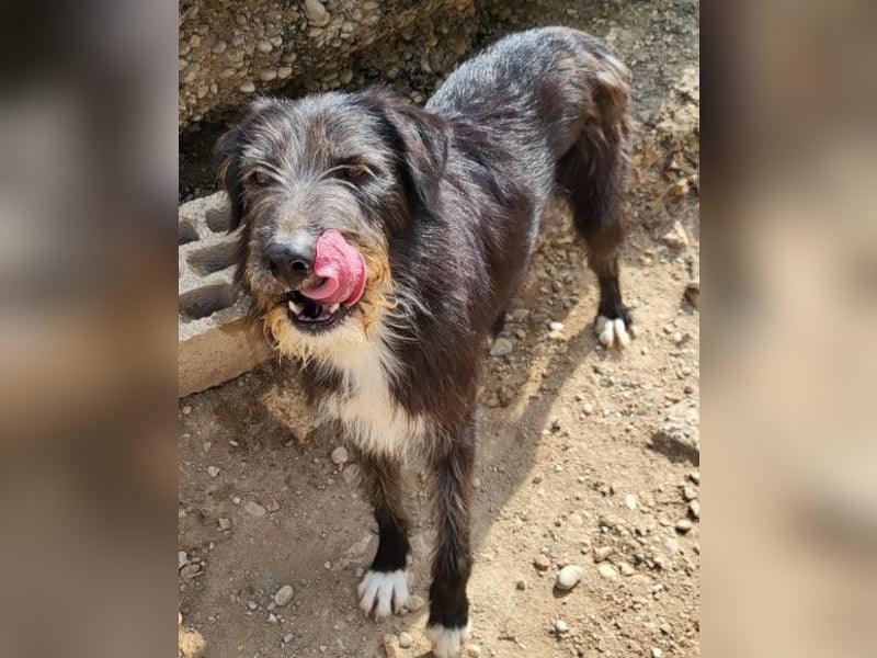 Mino ❤️ Seelenhund sucht seine Familie
