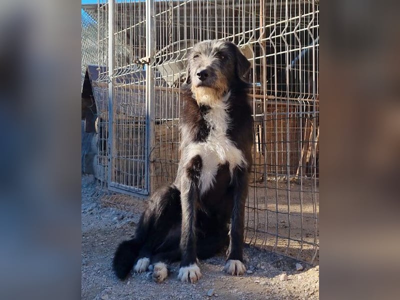 Mino ❤️ Seelenhund sucht seine Familie