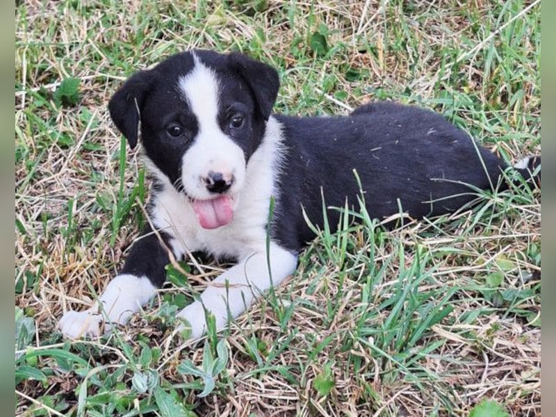 Kleiner Rocky ❤️ will die Welt erkunden!