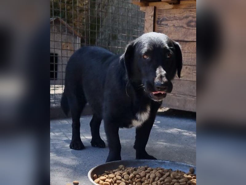 CHARLY❤️kleiner, fröhlicher Hundejunge sucht sehnsüchtig seine Familie