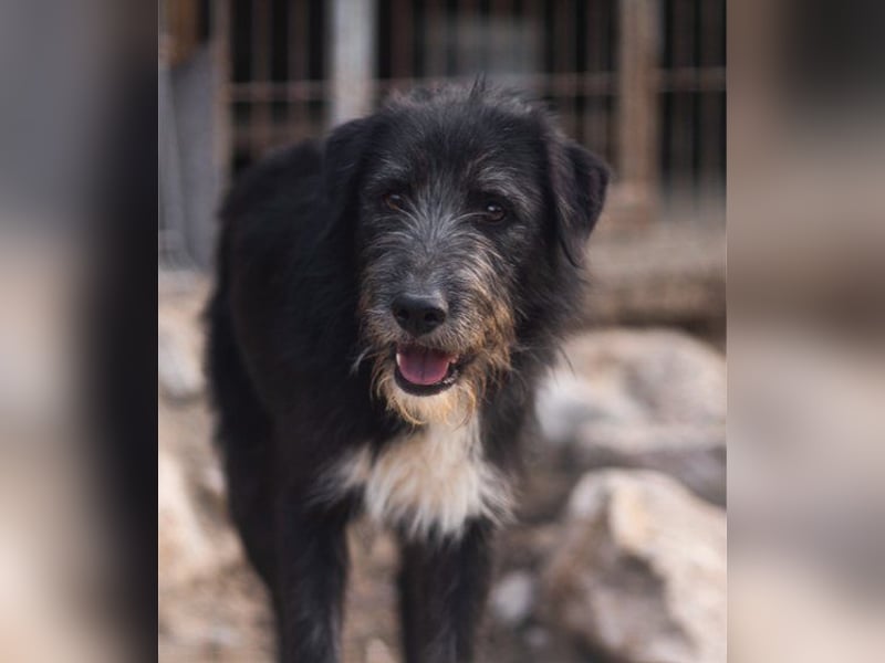 Mino ❤️ Seelenhund sucht seine Familie