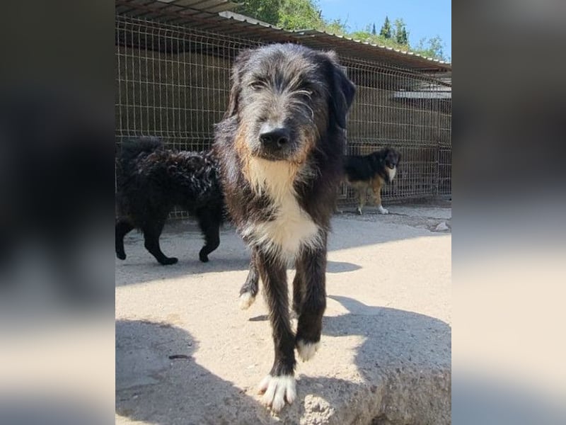 Mino ❤️ Seelenhund sucht seine Familie