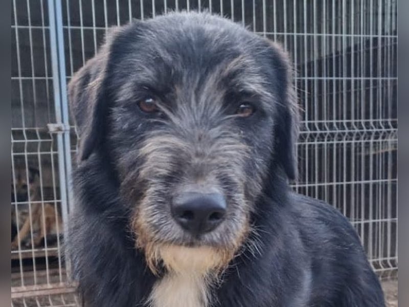 Mino ❤️ Seelenhund sucht seine Familie