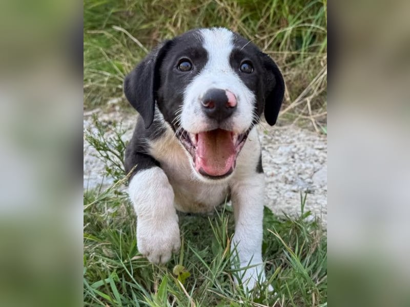 Rocky ❤️ verschmuster, lieber Hundebub