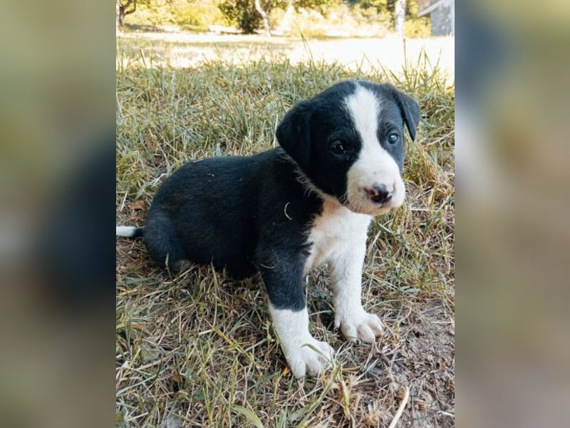 Kleiner Rocky ❤️ will die Welt erkunden!