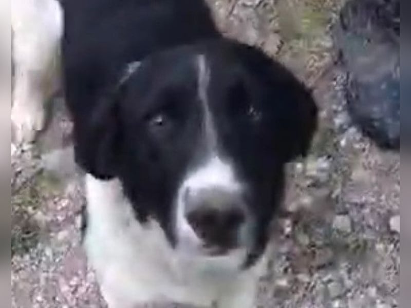 Frohnatur ZIPFELIX❤️ wartet in 04157 Leipzig auf seine Für-Immer-Familie!