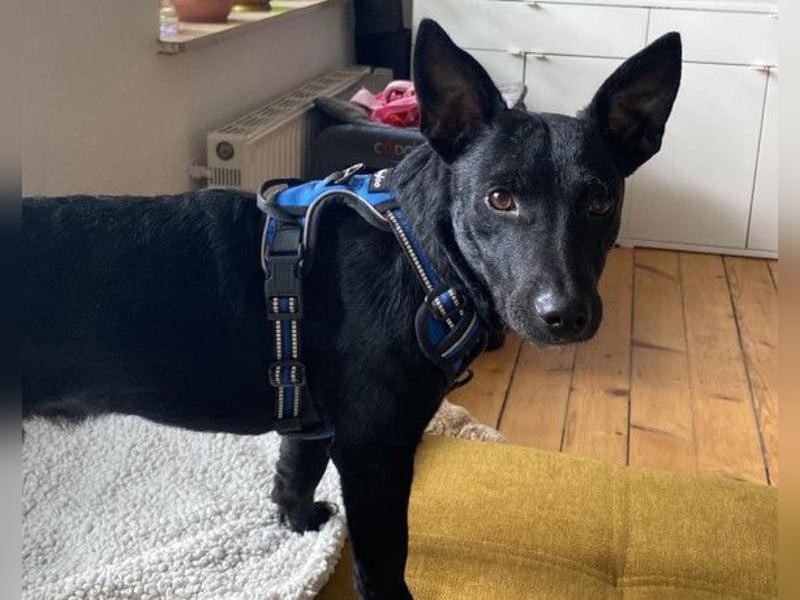 Fröhlicher THEO❤️ wartet in 48153 Münster auf seine Für-Immer-Menschen!