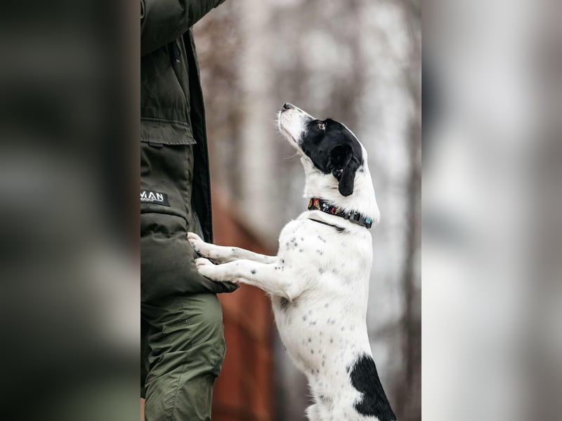 Lebensfroher Henry sucht passendes Zuhause