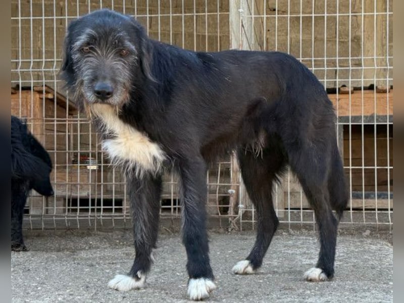 Mino ❤️ Seelenhund sucht seine Familie