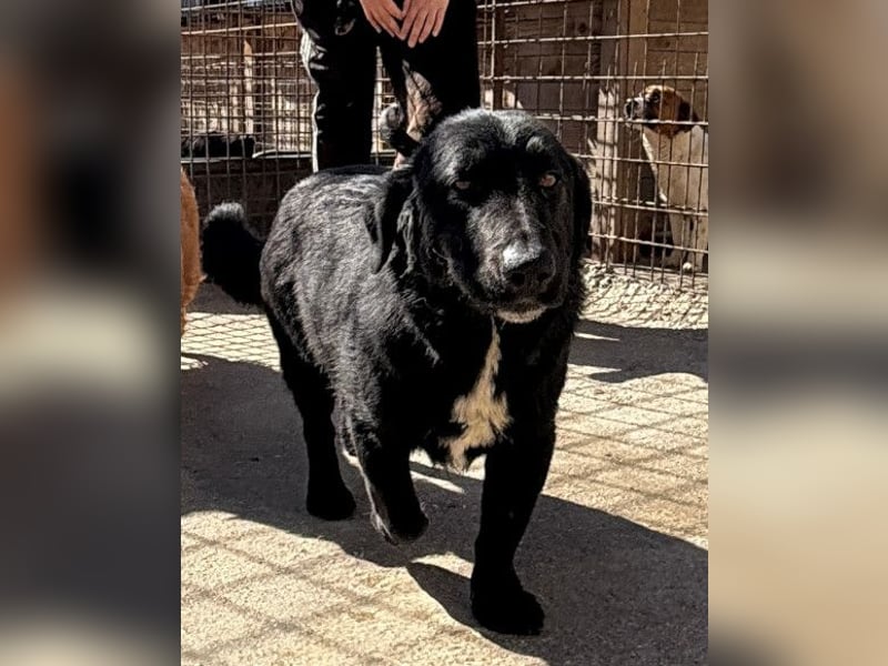 CHARLY❤️kleiner, fröhlicher Hundejunge sucht sehnsüchtig seine Familie