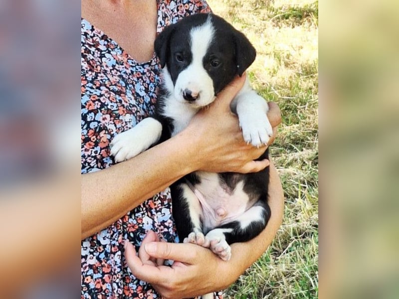 Kleiner Rocky ❤️ will die Welt erkunden!