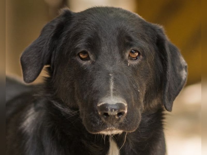 CHARLY❤️kleiner, fröhlicher Hundejunge sucht sehnsüchtig seine Familie