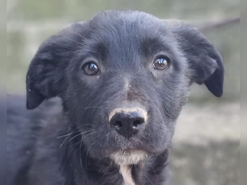 CHARLY❤️kleiner, fröhlicher Hundejunge sucht sehnsüchtig seine Familie