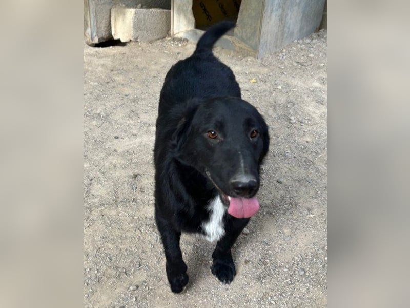 CHARLY❤️kleiner, fröhlicher Hundejunge sucht sehnsüchtig seine Familie