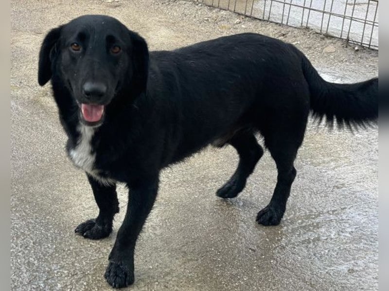 CHARLY❤️kleiner, fröhlicher Hundejunge sucht sehnsüchtig seine Familie