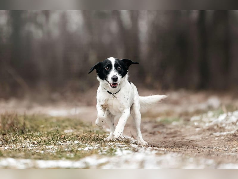 Lebensfroher Henry sucht passendes Zuhause