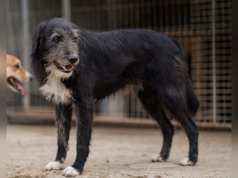 Mino ❤️ Seelenhund sucht seine Familie