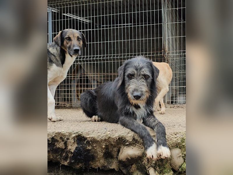 Mino ❤️ Seelenhund sucht seine Familie