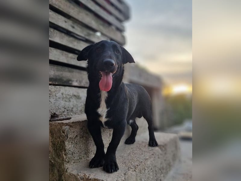 CHARLY❤️kleiner, fröhlicher Hundejunge sucht sehnsüchtig seine Familie