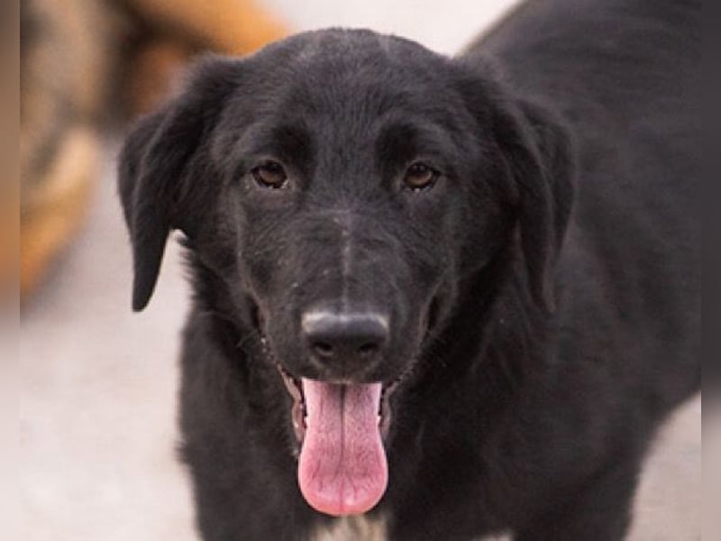 CHARLY❤️kleiner, fröhlicher Hundejunge sucht sehnsüchtig seine Familie