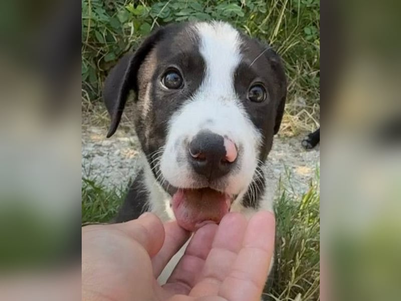 Rocky ❤️ verschmuster, lieber Hundebub