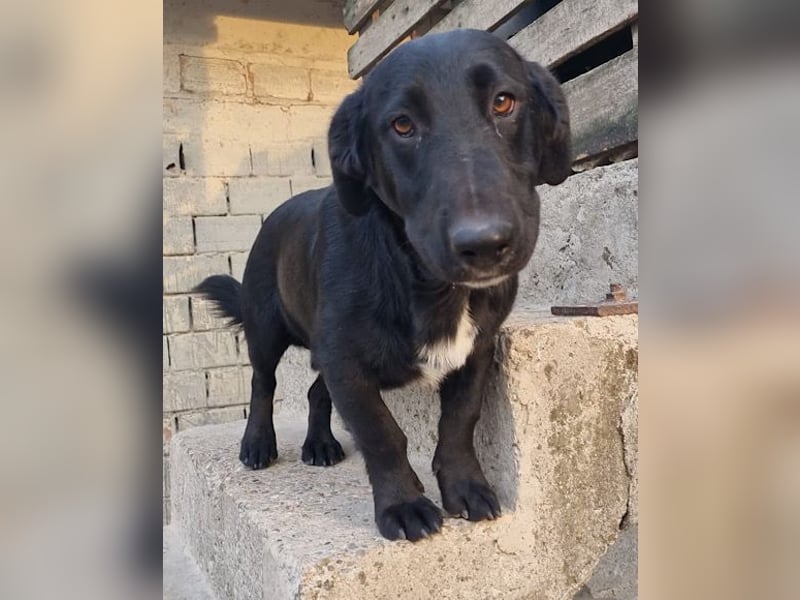 CHARLY❤️kleiner, fröhlicher Hundejunge sucht sehnsüchtig seine Familie