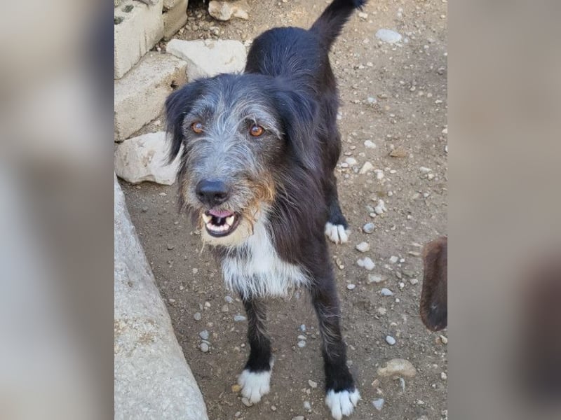 Mino ❤️ Seelenhund sucht seine Familie