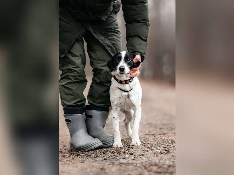 Lebensfroher Henry sucht passendes Zuhause