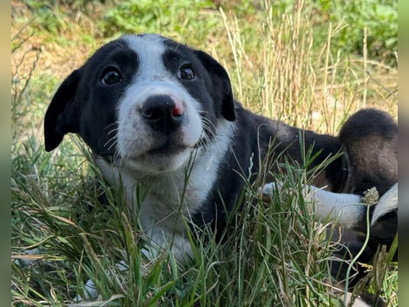 Rocky ❤️ verschmuster, lieber Hundebub