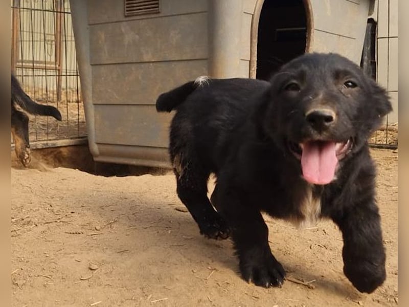 CHARLY❤️kleiner, fröhlicher Hundejunge sucht sehnsüchtig seine Familie