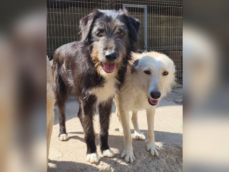 Mino ❤️ Seelenhund sucht seine Familie