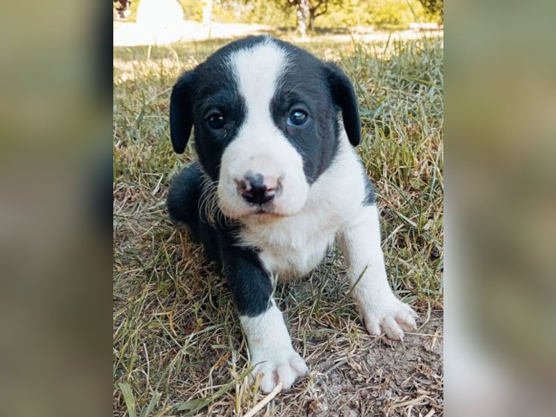 Kleiner Rocky ❤️ will die Welt erkunden!