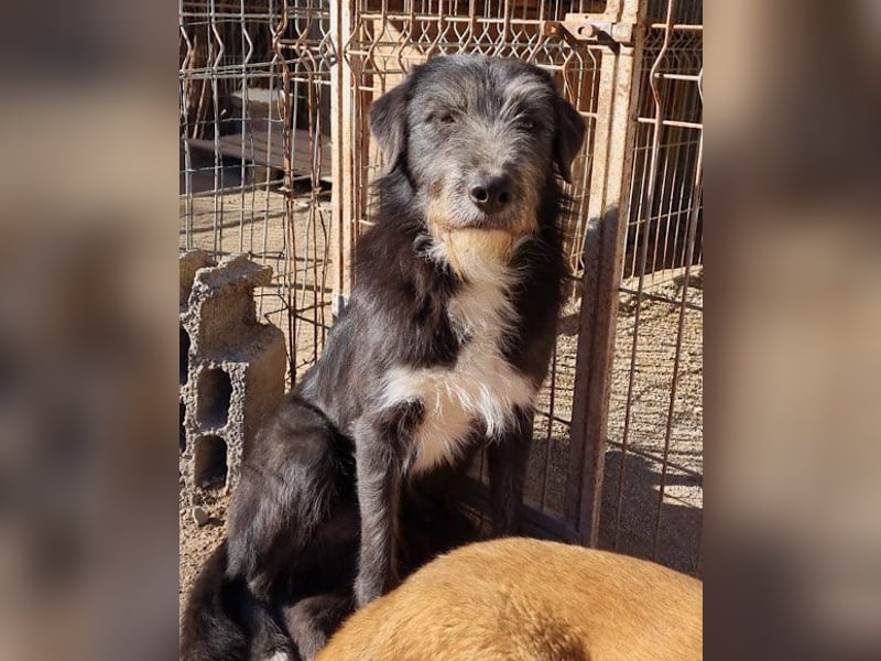 Mino ❤️ Seelenhund sucht seine Familie