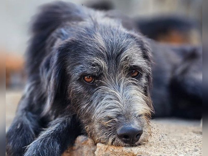 Mino ❤️ Seelenhund sucht seine Familie