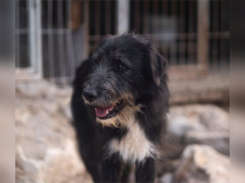 Mino ❤️ Seelenhund sucht seine Familie