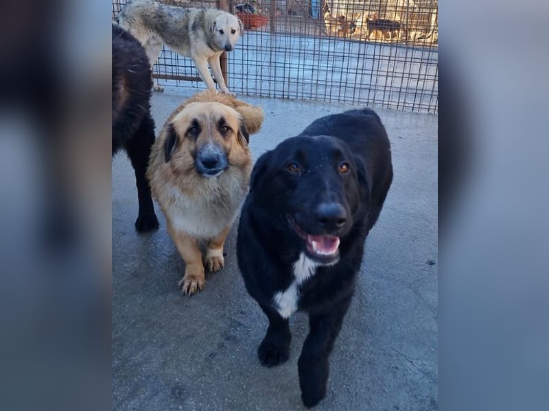 CHARLY❤️kleiner, fröhlicher Hundejunge sucht sehnsüchtig seine Familie