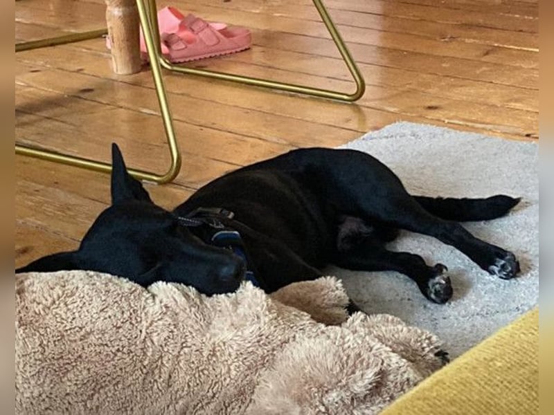 Fröhlicher THEO❤️ wartet in 48153 Münster auf seine Für-Immer-Menschen!